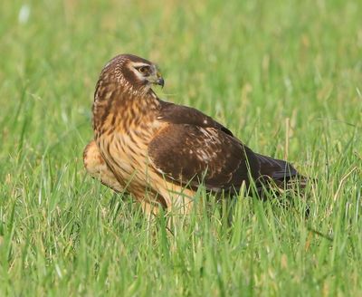 Blauwe Kiekendief - Hen Harrier