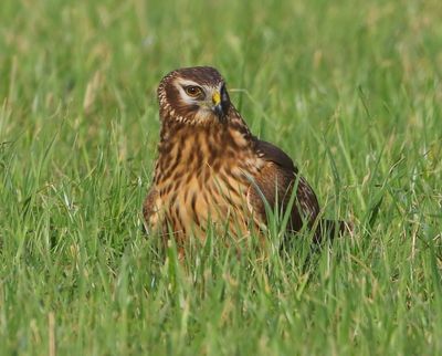 Blauwe Kiekendief - Hen Harrier