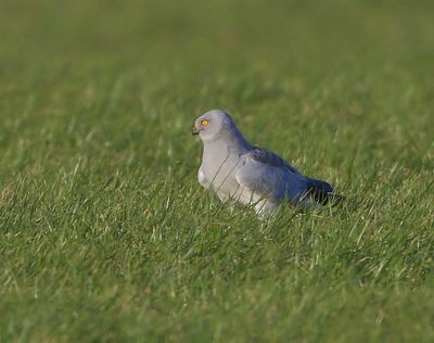 Blauwe Kiekendief - Hen Harrier