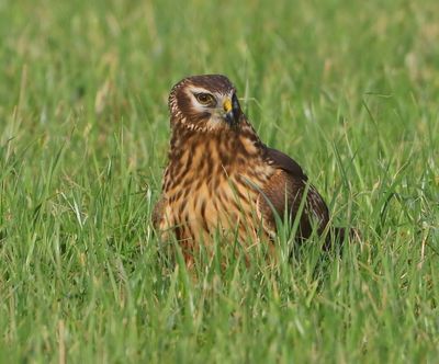 Blauwe Kiekendief - Hen Harrier