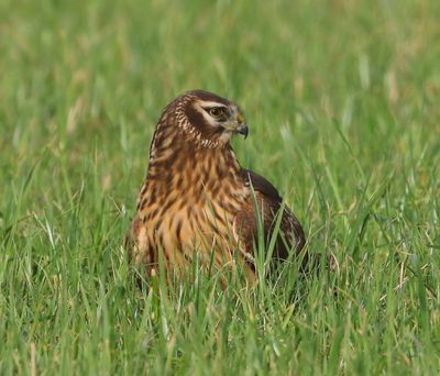 Blauwe Kiekendief - Hen Harrier