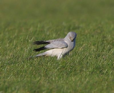 Blauwe Kiekendief - Hen Harrier