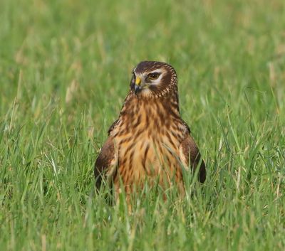 Blauwe Kiekendief - Hen Harrier