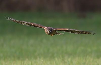 Blauwe Kiekendief - Hen Harrier