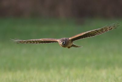 Blauwe Kiekendief - Hen Harrier