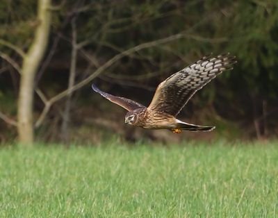 Blauwe Kiekendief - Hen Harrier