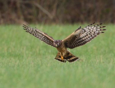 Blauwe Kiekendief - Hen Harrier