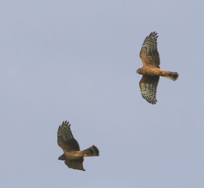 Blauwe Kiekendieven - Hen Harriers