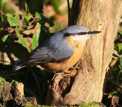 Boomklever - Eurasian Nuthatch