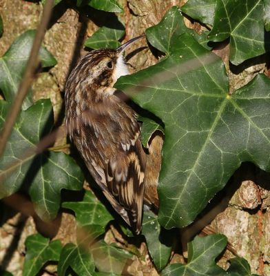 Boomkruiper - Short-toed Treecreeper