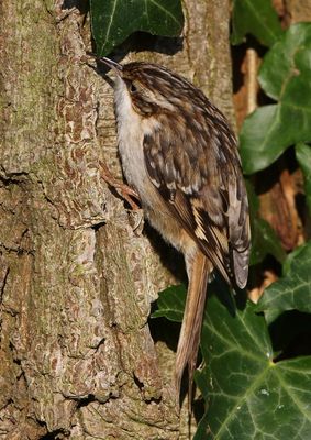 Boomkruiper - Short-toed Treecreeper