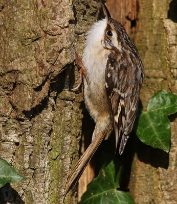 Boomkruiper - Short-toed Treecreeper