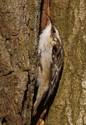 Boomkruiper - Short-toed Treecreeper