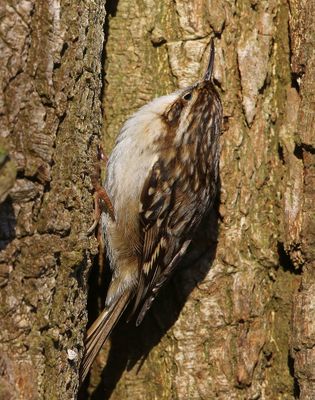 Boomkruiper - Short-toed Treecreeper