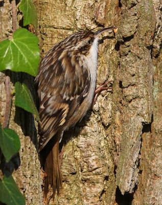 Boomkruiper - Short-toed Treecreeper