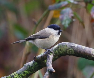 Glanskop - Marsh Tit