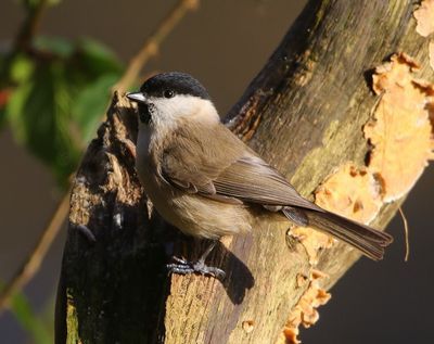 Glanskop - Marsh Tit