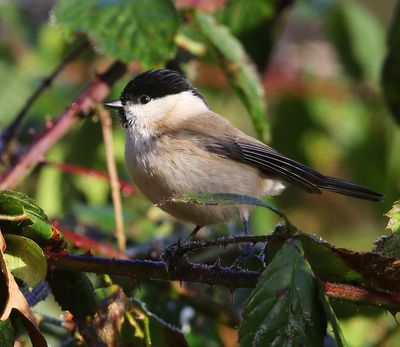 Glanskop - Marsh Tit