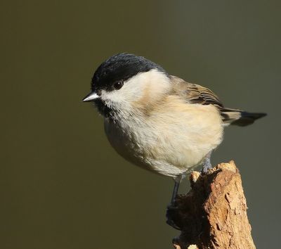 Glanskop - Marsh Tit