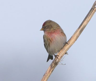 Grote Barmsijs - Mealy Redpoll