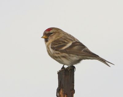 Grote Barmsijs - Mealy Redpoll