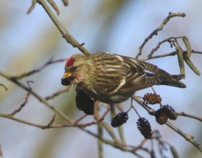 Grote Barmsijs - Mealy Redpoll