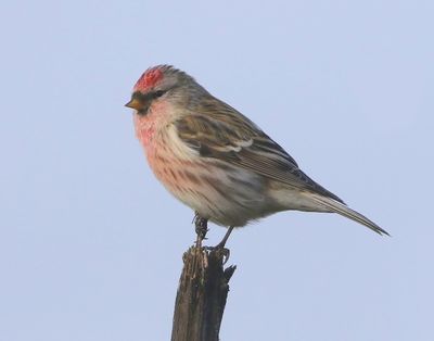 Grote Barmsijs - Mealy Redpoll