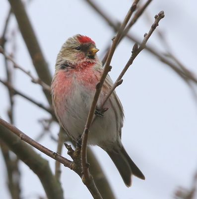 Grote Barmsijs - Mealy Redpoll