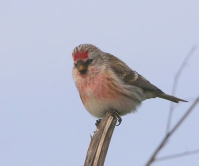 Grote Barmsijs - Mealy Redpoll