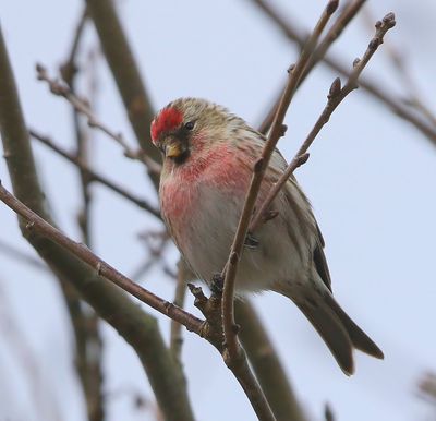 Grote Barmsijs - Mealy Redpoll