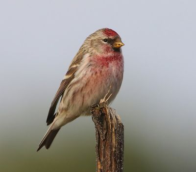 Grote Barmsijs - Mealy Redpoll