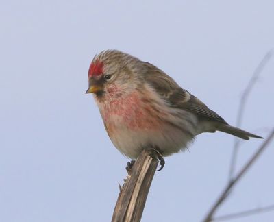 Grote Barmsijs - Mealy Redpoll