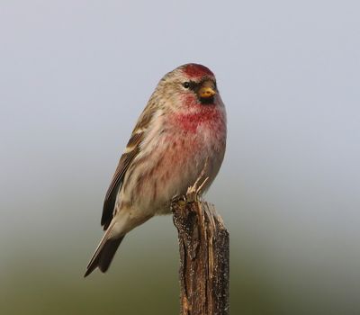 Grote Barmsijs - Mealy Redpoll