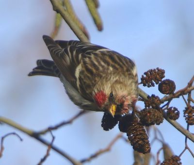 Grote Barmsijs - Mealy Redpoll