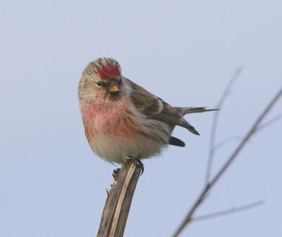 Grote Barmsijs - Mealy Redpoll