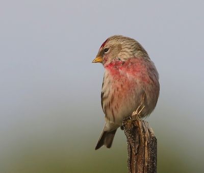 Grote Barmsijs - Mealy Redpoll