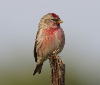 Grote Barmsijs - Mealy Redpoll
