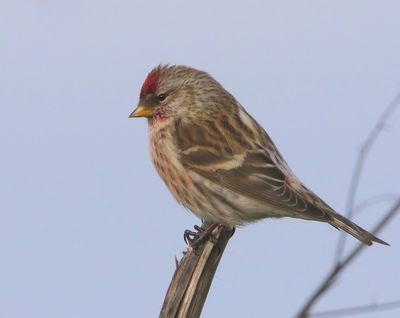 Grote Barmsijs - Mealy Redpoll