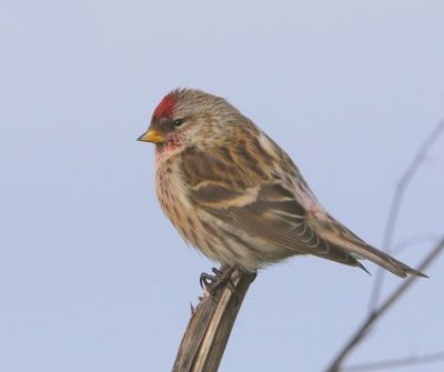 Grote Barmsijs - Mealy Redpoll