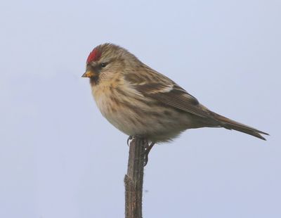 Grote Barmsijs - Mealy Redpoll