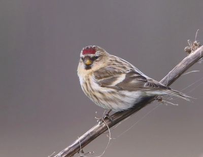 Grote Barmsijs - Mealy Redpoll