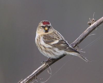 Grote Barmsijs - Mealy Redpoll