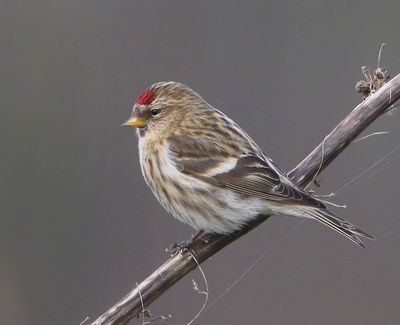 Grote Barmsijs - Mealy Redpoll