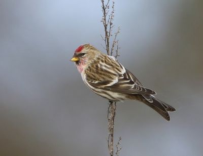 Grote Barmsijs - Mealy Redpoll