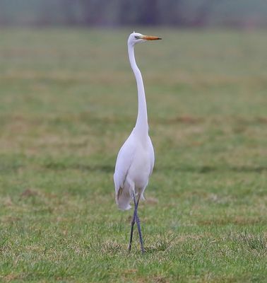 Grote Zilverreiger - Great Egret