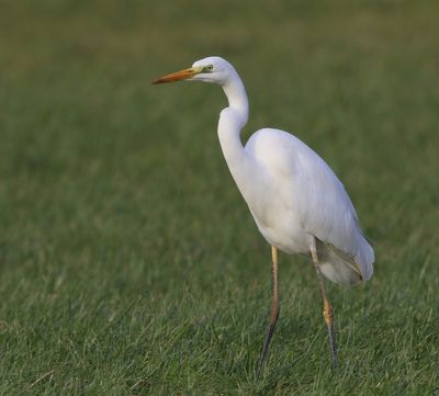 Grote Zilverreiger - Great Egret