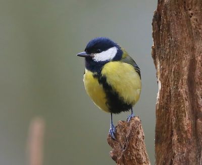 Koolmees - Great Tit