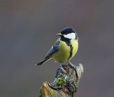 Koolmees - Great Tit