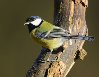 Koolmees - Great Tit