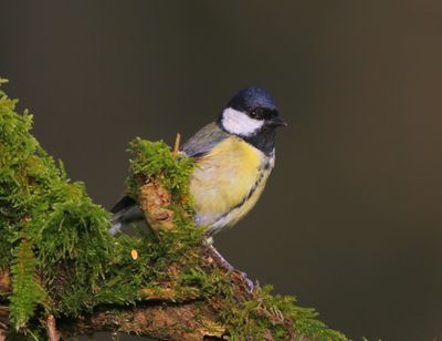 Koolmees - Great Tit